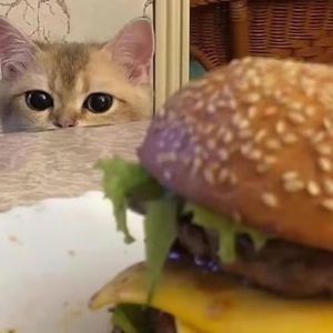 性无码专区日韩精品
